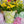 Load image into Gallery viewer, Tjanting Herb Pot
