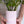 Load image into Gallery viewer, 4th Day of Xmas- Whippet #6 Cylinder Vase
