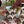 Load image into Gallery viewer, Chocolat- Slim Keith
